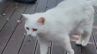 Saya menerima bunga dari anak kucing selama dua bulan berturut-turut.