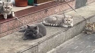 Cat: "Today I'll show you what society is!"