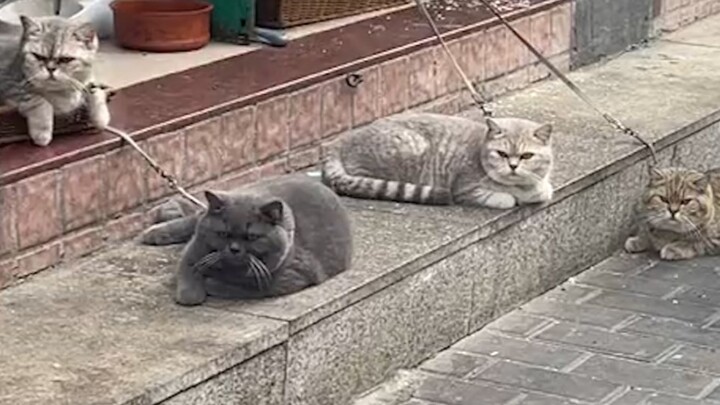 Kucing: "Hari ini aku akan menunjukkan kepadamu apa itu masyarakat!"