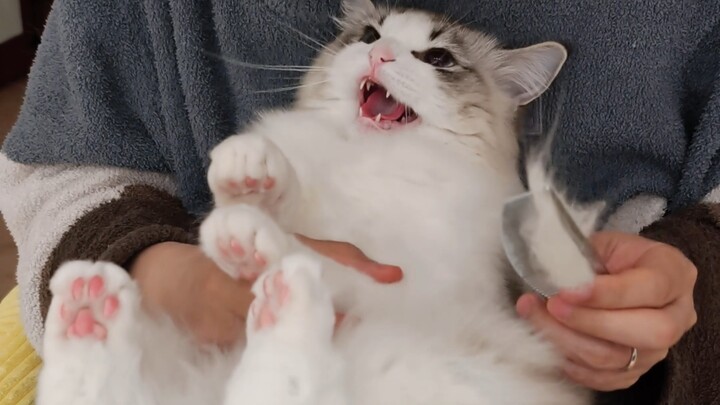 小猫咪生气时亲她一口会怎样？