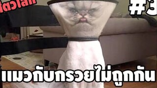 รวมคลิปตลกๆ : เอาอะไรมาใส่ให้ตรูเนี่ยมานุด!!