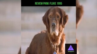 Tóm tắt phim: Chú chó Fluke p1 #reviewphimhay