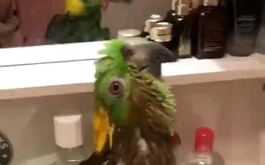 You heard it right, it was sung by a bird. Don’t delay your children from taking the art exam this y