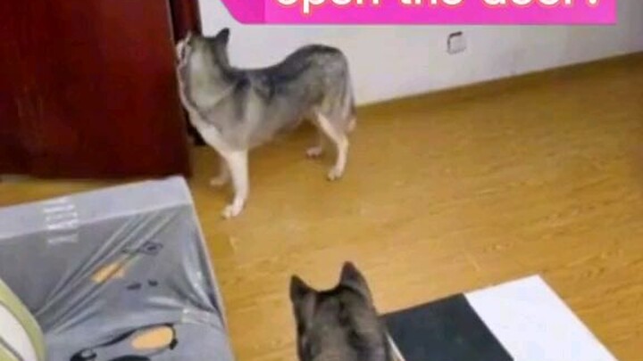 funny dog part2