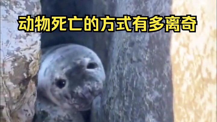 فحص الوفيات الغريبة للحيوانات 52