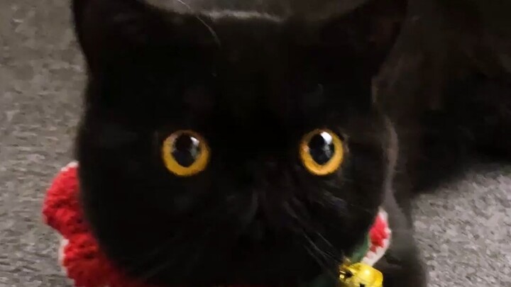 Don’t ever just casually bathe your cat—this totally freaks me out...