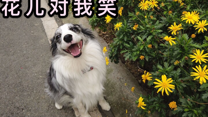 Apa yang akan dilakukan border collie saat dikejar-kejar dengan sangat gila oleh dua ekor bulldog Pr