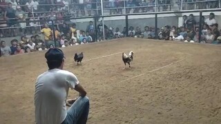 bulik