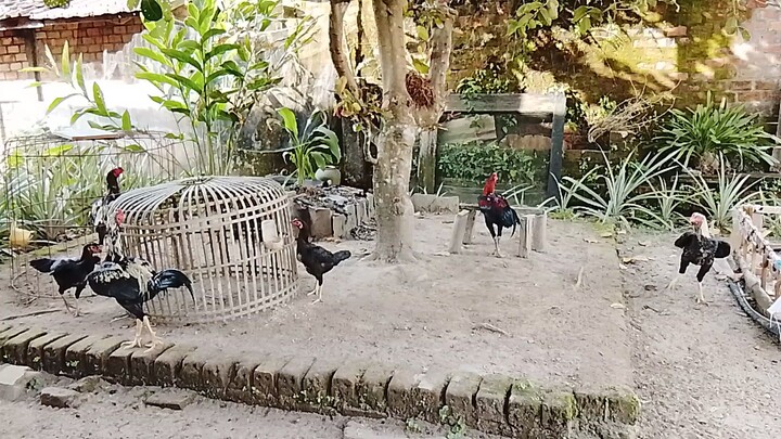 Ayam Bangkok komering