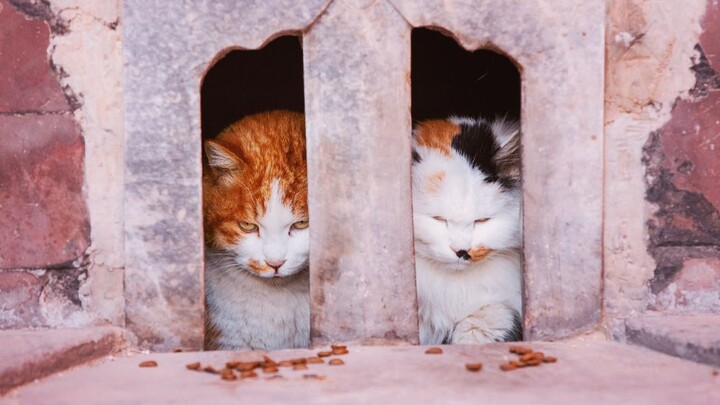 The most complete Forbidden City cat