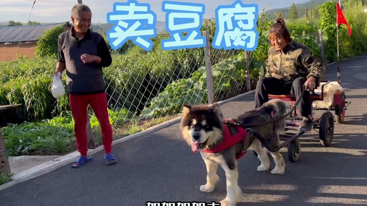 Alaskan Malamute: I’ve given so much to this family—come buy some tofu already! I just want to get o