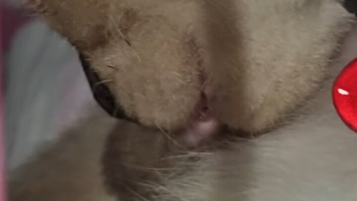 Rare Video of Hakimi’s Energy Cycle