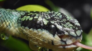 غرائب وعجائب عالم الحيوان – الثعابين، عندما لا تعض الناس، تكون لطيفة جدًا