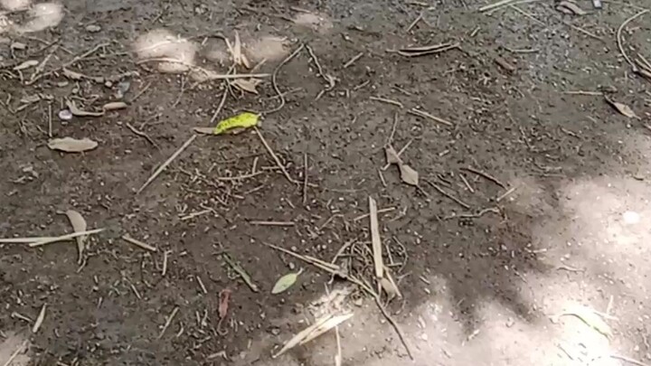 #wrm-up#fightingcocks