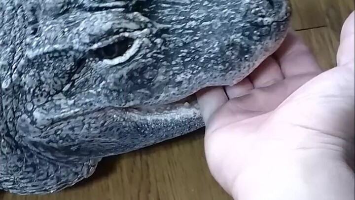 Buaya kecil Rex yang telah dipelihara selama 16 tahun~🐊