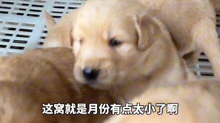 تعال إلى مأوى الكلاب لتأخذ لمعجبيك كلب بيجي ممتازًا.