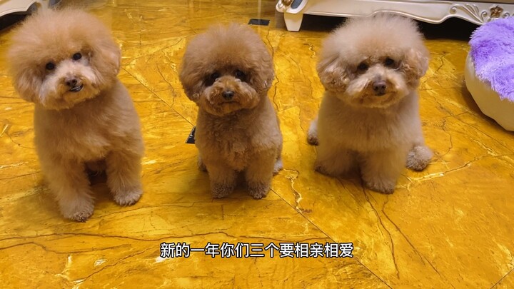 #مدونة الحيوانات الأليفة اللطيفة# في كل اجتماع، تُو تُو هي الوحيدة التي تستمع بانتباه