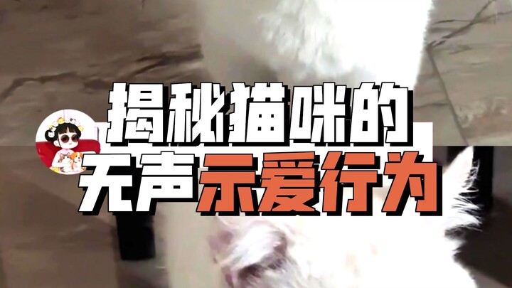 Ini adalah tingkat tertinggi kemanjaan kucing!