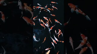 Menyatukan ikan koi di kolam