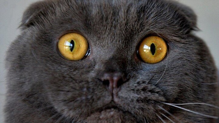 La razón por la que el Scottish Fold tiene las orejas caídas (no es tan bonita) 🐱👂