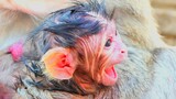 New born baby Monkey ELON open big mouth to human.