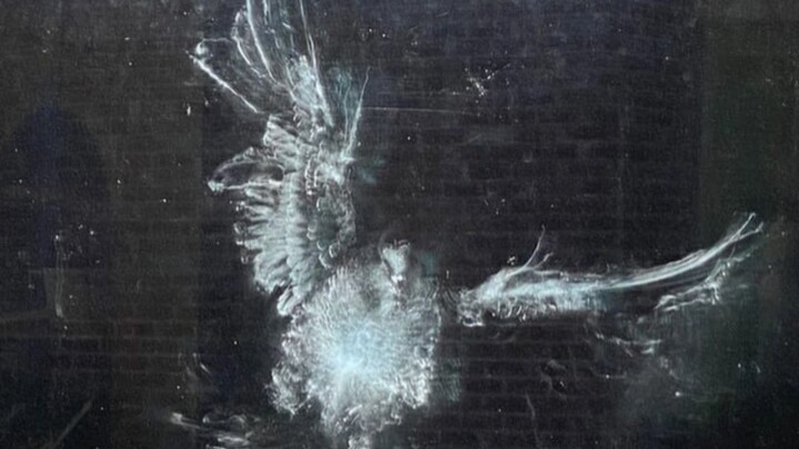 Mereka terbang datang, tetapi tak lagi bisa terbang pergi...