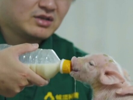 On New Year’s Eve, I euthanized the piglet I had raised with my own hands.