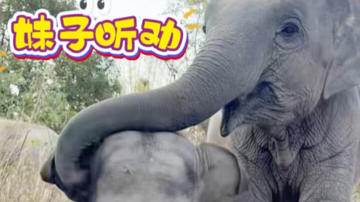 Little Elephant Gao and Di want to bump into a human—haha! Big sister tries to persuade them with ki