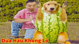 Thú Cưng TV | Tứ Mao Đại Náo #49 | Chó Golden Gâu Đần thông minh vui nhộn | Pets cute smart dog