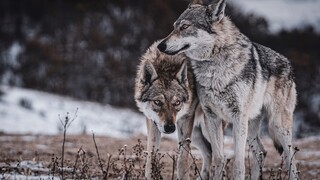 [Czech Wolfdog] Three are handsome enough, and the owner said he has four more!