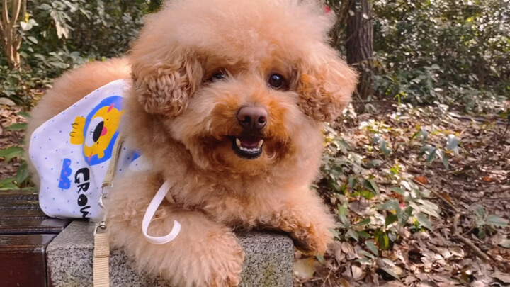 Puppy Tutu Hangs Out