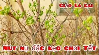 Trọng 📲 O943O485O7 Giá siêu rẻ! mai giảo Lá gai ngày 18/1 mai người miền tây (Mai vàng Quê dừa)