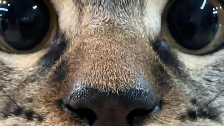 《反方向的猫》