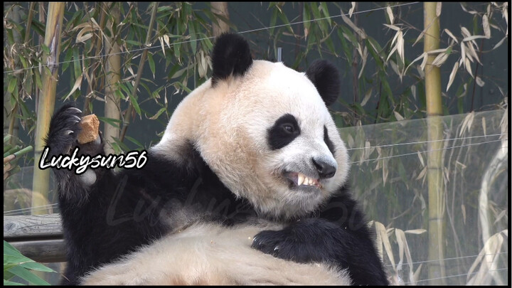 Ketika Fubao bertemu dengan bakpao yang lengket di gigi…