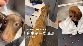 狗生的第一次洗澡！