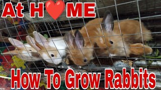 How To Grow Rabbits at Home