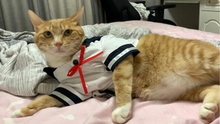 性感橘猫，在线穿JK制服