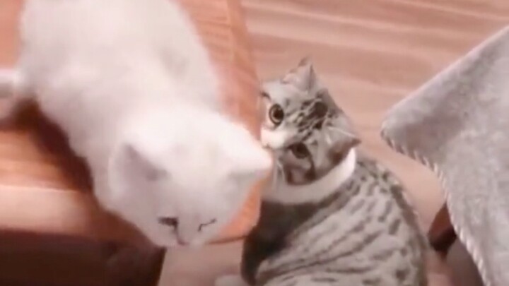So heartwarming! Mom cat springs into action to save her falling kitten!