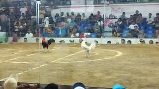 sta Rosa cockpit 2 hits champ..BLT white in action