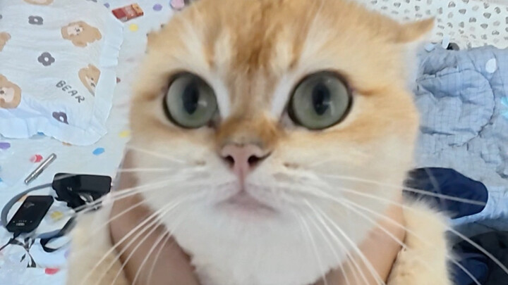 Meow