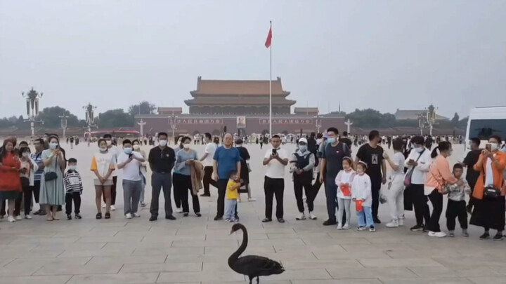 หงส์ดำบินลงจอดที่จัตุรัสเทียนอันเหมิน