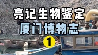 [Liangji Biological Identification] Weird Seafood at Xiamen Pier
