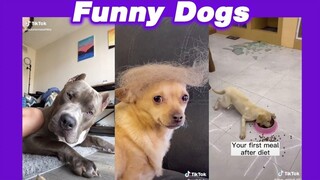Funny Dog Videos Compilation รวมคลิปน้องหมาตลกๆ