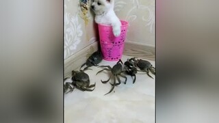 Cứu em với, đông quá xá nè thucung petlover strangepets nhatkygamethu pet tiktokpets