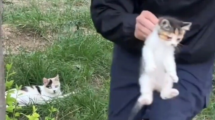 แม่แมว: ขโมยลูกฉันเหรอ?