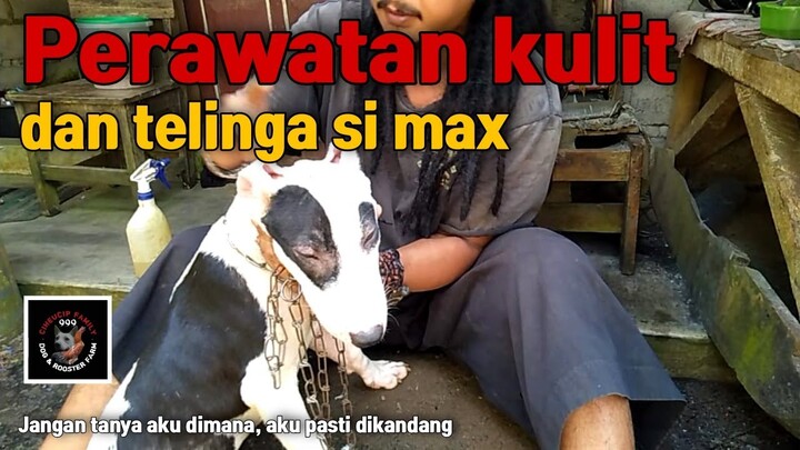 Langkah kedua perawatan si MAX