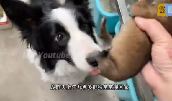 Chó mẹ khó sinh rồi qua đời, chỉ để lại một chú chó con; chú chó Border Collie đã gánh vác trọng trá