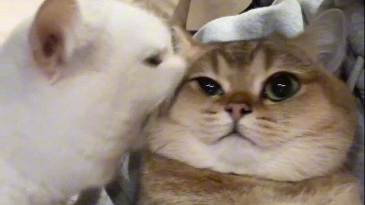 “Clumsy Kitten Compilation”