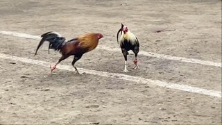 SUPER RED LINE VS TALISAYIN, 66K PARADA NAKASAHAN LUCENA VS PADRE BURGOS #2HITS CHAMPION #SABONG