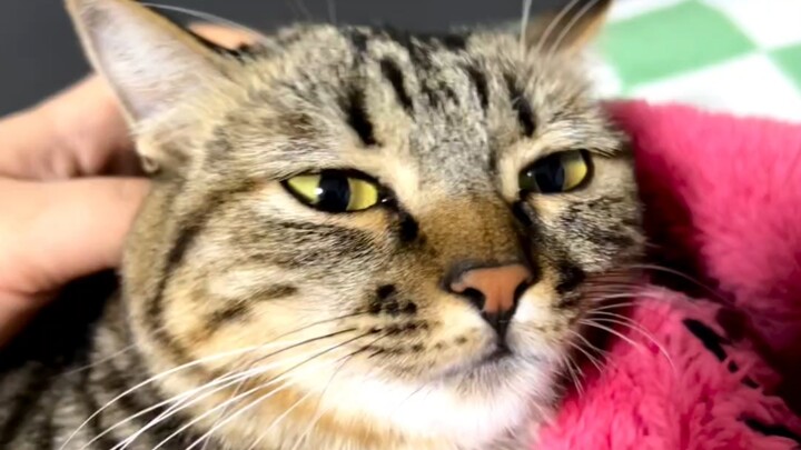 القدر يعبث بالقط السمين الكبير